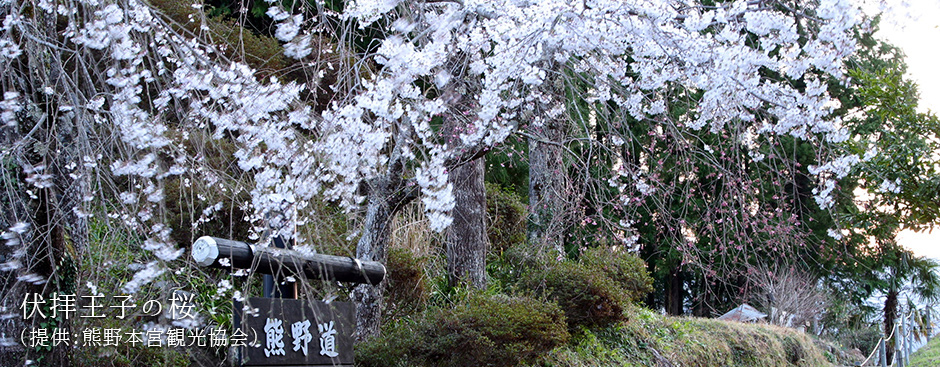 伏拝王子の桜（提供：熊野本宮観光協会）